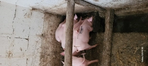 Purceii înțărcati  - imagine 4