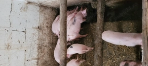 Purceii înțărcati  - imagine 3