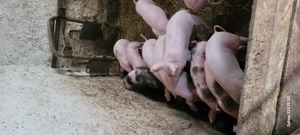 Purceii înțărcati  - imagine 5