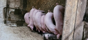 Purceii înțărcati  - imagine 2