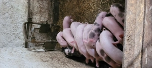 Purceii înțărcati  - imagine 6