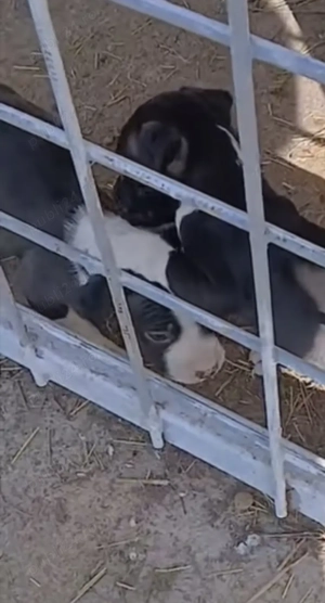 Vand pui amstaff - imagine 3