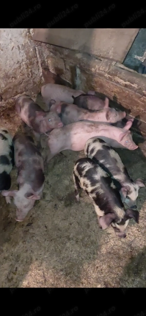 Purcei rasa pietran cu marele alb 