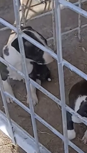 Pui amstaff de vanzare 