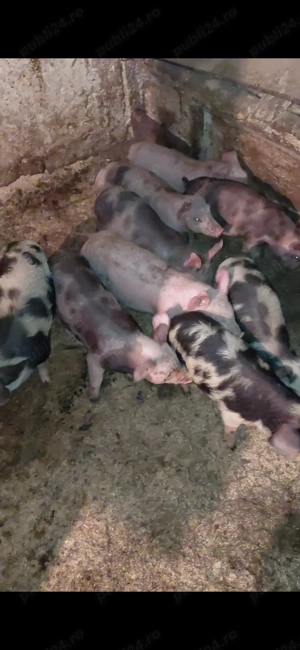 Purcei rasa pietran cu marele alb - imagine 2