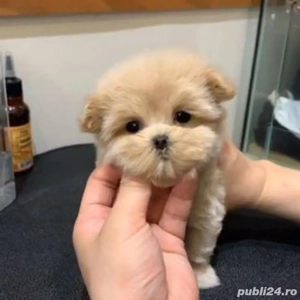 maltipoo poodle  - imagine 2