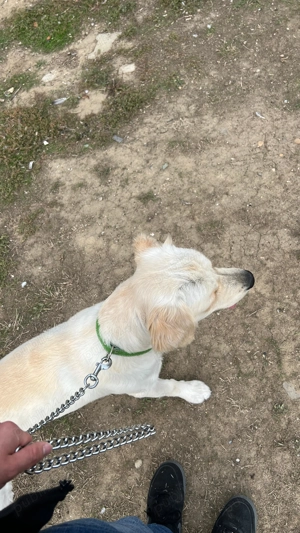 Donez Golden Retriever   Marley, un suflet blând și loial! - imagine 2