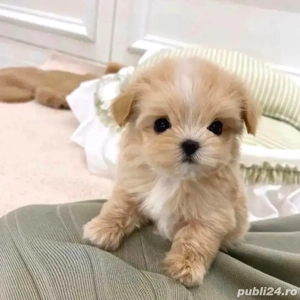 maltipoo poodle  - imagine 3