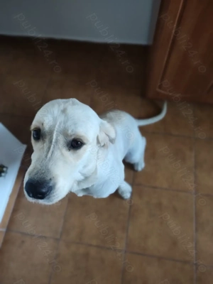 Donez Golden Retriever   Marley, un suflet blând și loial! - imagine 3