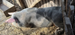 Vând porc de carne - imagine 4