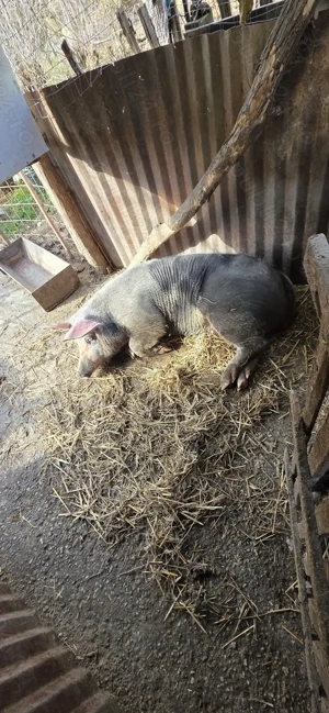 Vând porc de carne - imagine 3