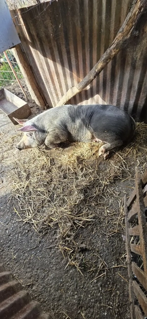 Vând porc de carne - imagine 2