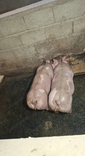 Scrofițe Petrain Belgian "Chelios" de ținut (de reproducere)