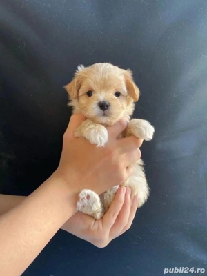 maltipoo pudel mini toy - imagine 3