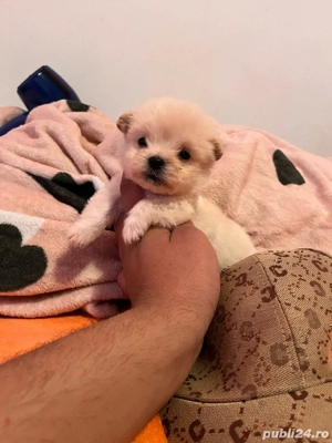 caniche maltipoo poodle mini toy - imagine 3