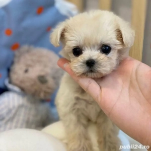 caniche maltipoo poodle mini toy - imagine 2