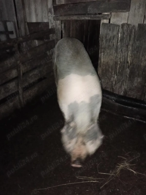 Porc de vânzare 