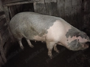 Porc de vânzare  - imagine 3