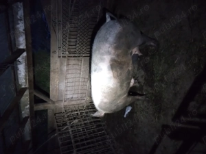 Vand scroafa  pentru sacrificat