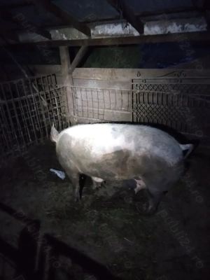 Vand scroafa  pentru sacrificat