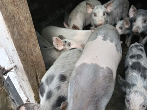 Purcei din 2 categori - imagine 2