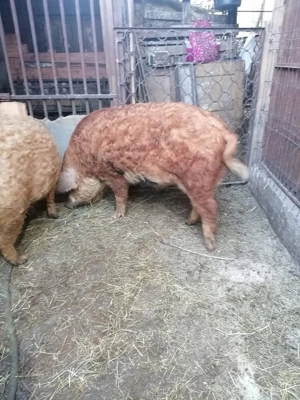 Vieri mangalita de vanzare  - imagine 2