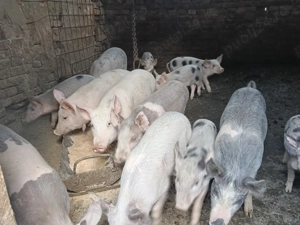 Purcei din 2 categori - imagine 3