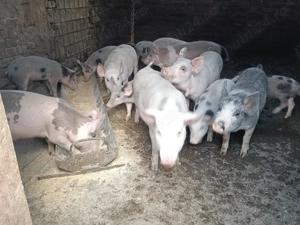 Purcei din 2 categori - imagine 4