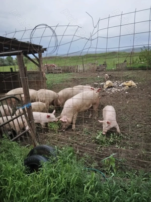 Vand porci pentru  sacrificat 