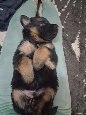 Pui,ciobanesc german