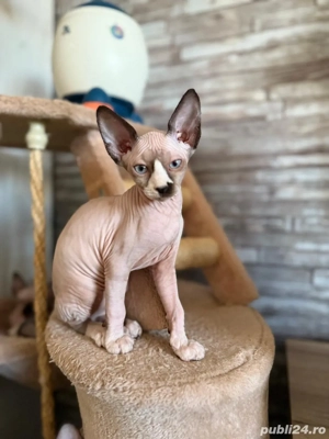 pui sphynx, sphinx, sfinx adorabili si jucausi