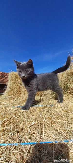 Vând puiuț albastru de rusia