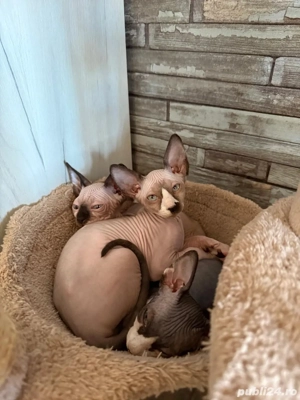 pui sphynx, sphinx, sfinx adorabili si jucausi - imagine 5