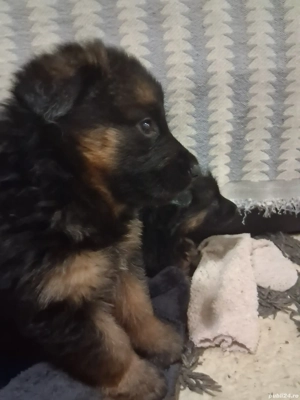 Pui,ciobanesc german - imagine 4