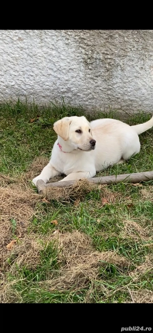 Labrador Retriver - imagine 2