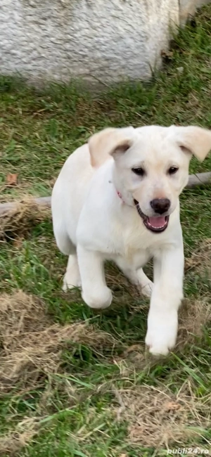 Labrador Retriver - imagine 4