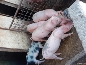 Vând grăsuni - imagine 2