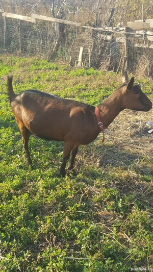 vand capra alpina! - imagine 5