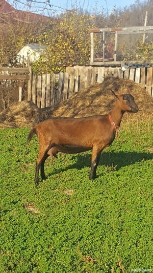 vand capra alpina! - imagine 3