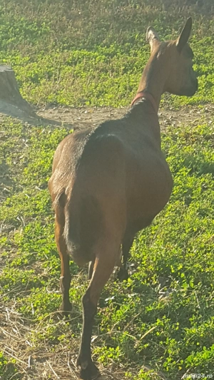 vand capra alpina! - imagine 2