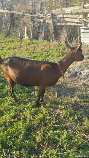 vand capra alpina! - imagine 4