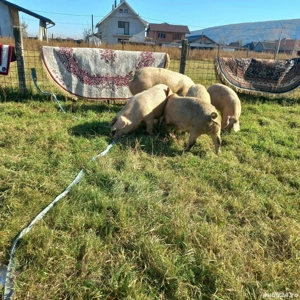 2 noiembrie - imagine 3