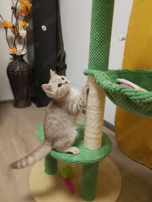 Scotish Straight tabby  - imagine 3