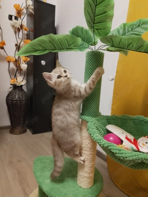 Scotish Straight tabby  - imagine 4