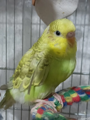 Peruși puii 2025 perechi mature