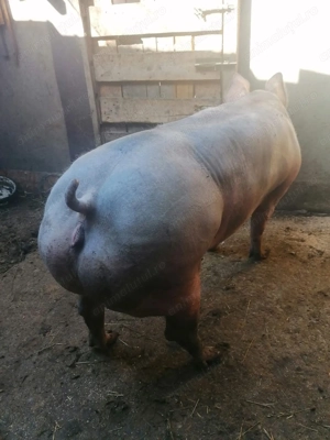 Vand Scroafa pietrean  - imagine 4