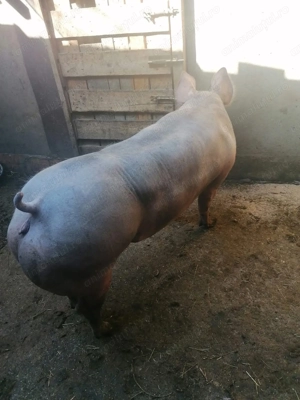 Vand Scroafa pietrean  - imagine 2