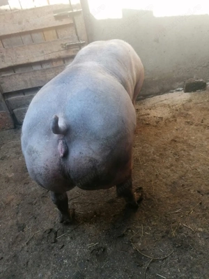 Vand Scroafa pietrean  - imagine 5