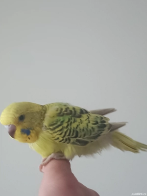 Peruși puii 2025 perechi mature - imagine 3