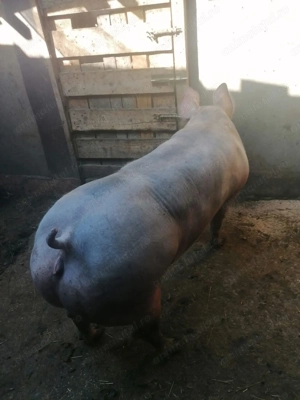 Vand Scroafa pietrean  - imagine 3